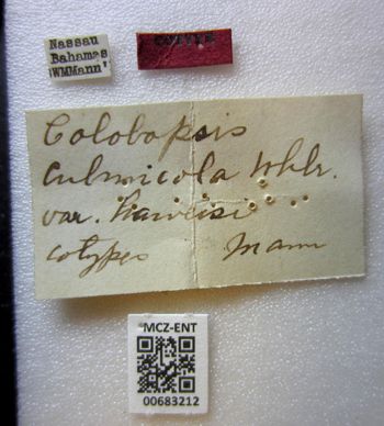 Media type: image;   Entomology 683212 Aspect: labels
